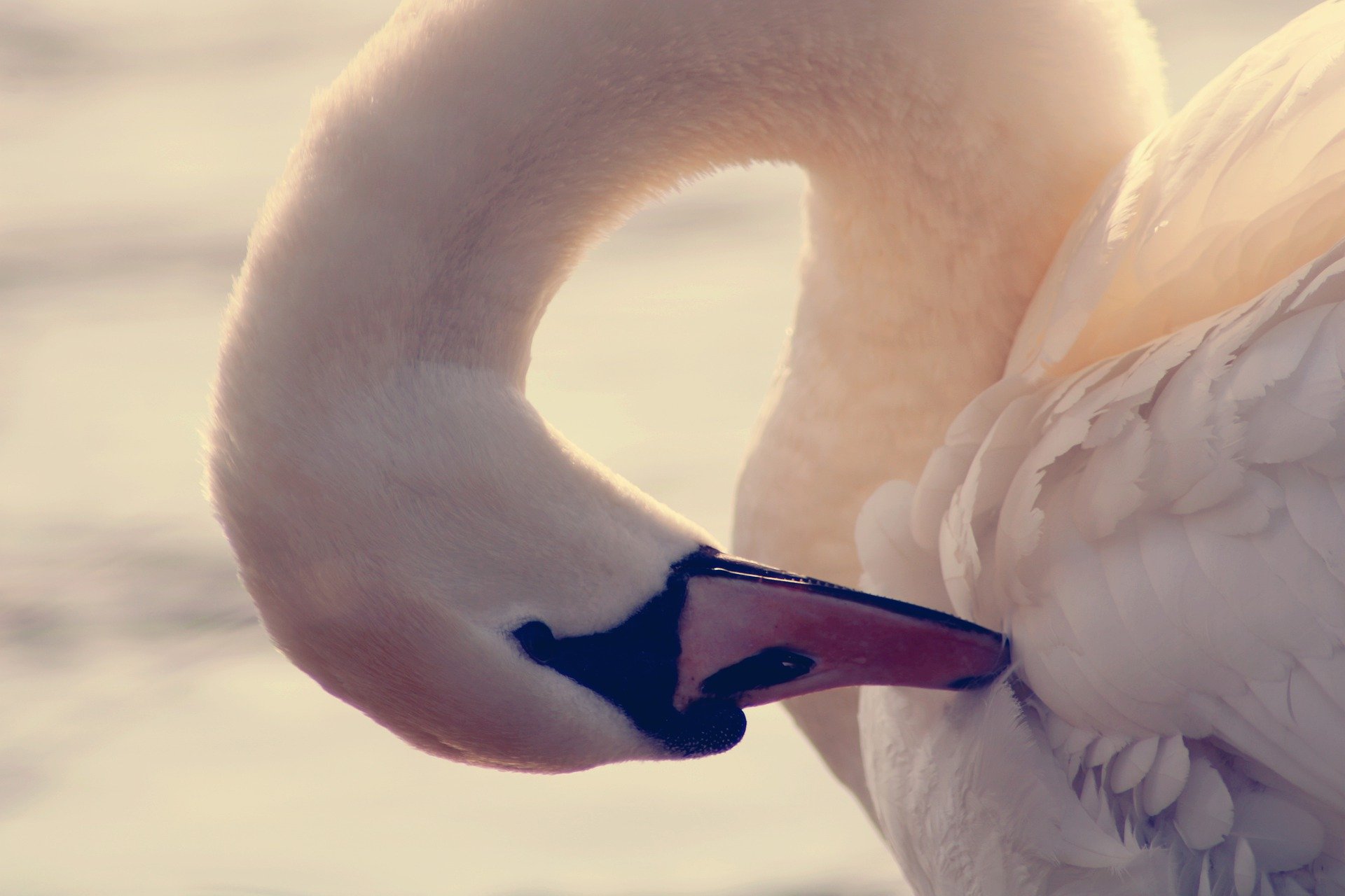 swan-4977672_1920